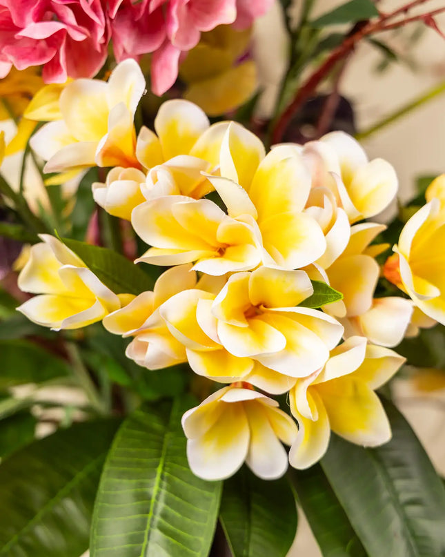 SILK-KA | PLUMERIA TAK CREME 81 cm